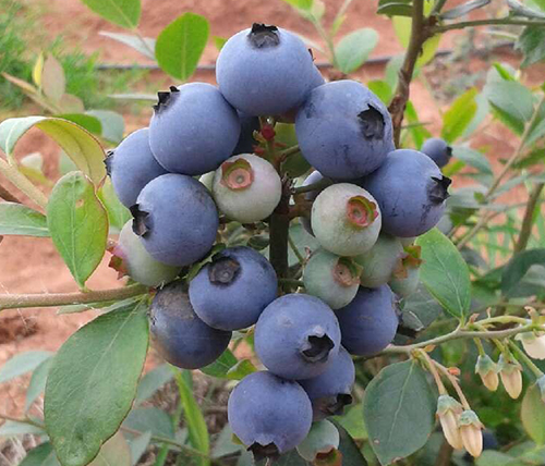 蓝莓成熟