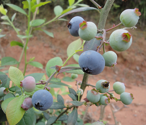 成熟的蓝莓