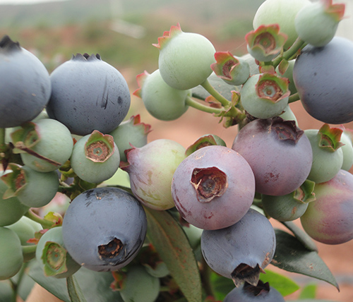 2014成熟的蓝莓