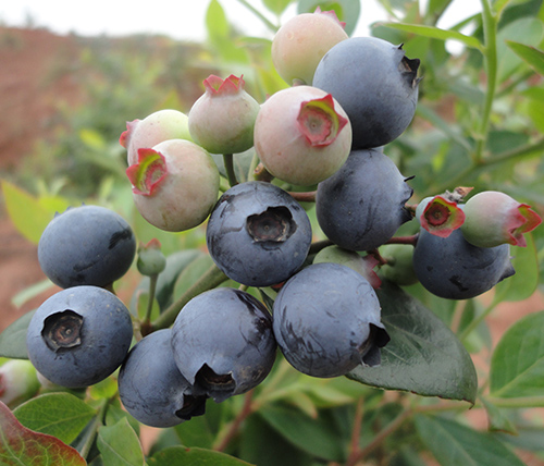 2014蓝莓成熟