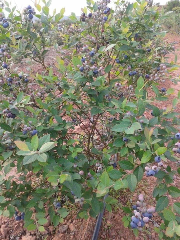 新一季的蓝莓花